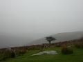 Dartmoor Mists 2